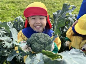 粕谷町の畑より。ブロッコリー収穫